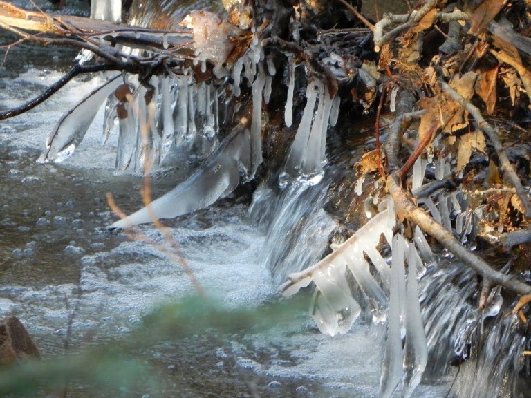 PEI Winter Woodlot Tour New Glasgow PEI